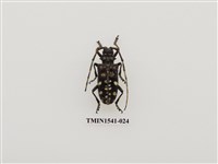 藏品(馬庫白星天牛)的圖片